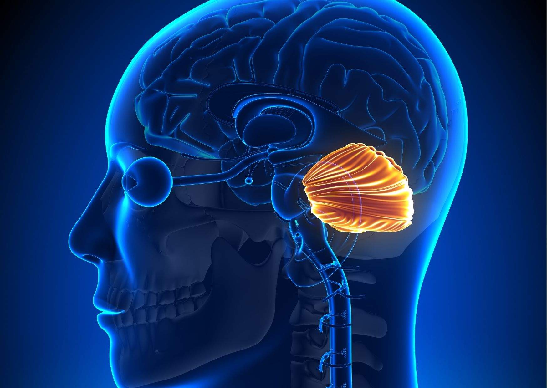 what-are-the-main-functions-of-the-cerebellum